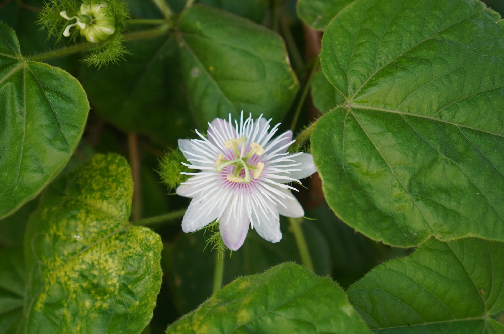 White and purple passionflower with spiky petals, surrounded by green, heart-shaped leaves.