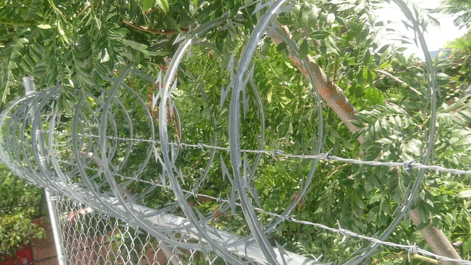 Alambre de púas enrollado sobre una valla de alambre, con follaje verde en el fondo.