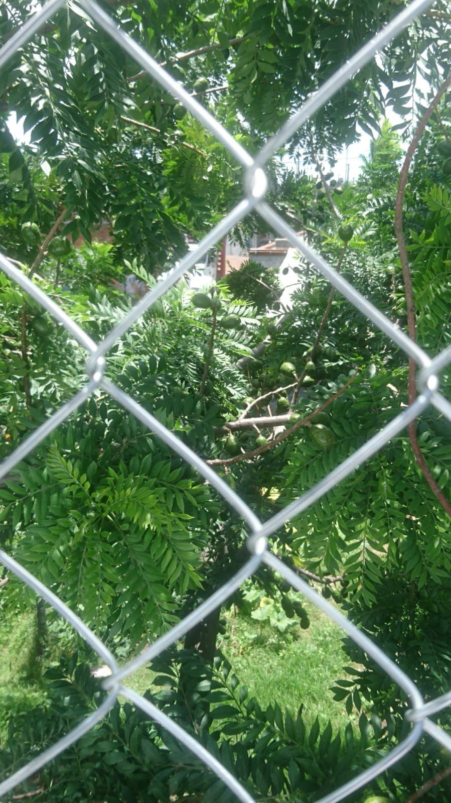 Una valla de alambre enmarca una vista de follaje verde y un vistazo a un edificio en el fondo.