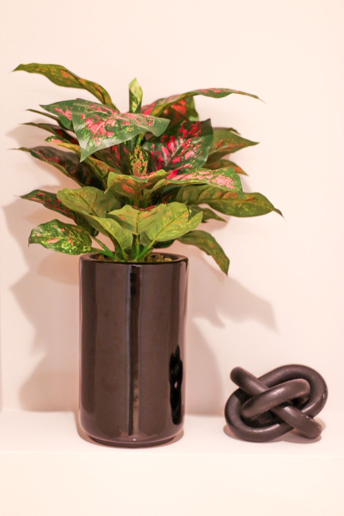 Plant in a black pot with a decorative knot on a white surface against a light wall.