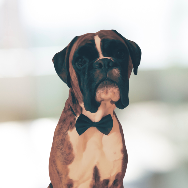 Ein braun-weisser Boxerhund mit schwarzer Fliege