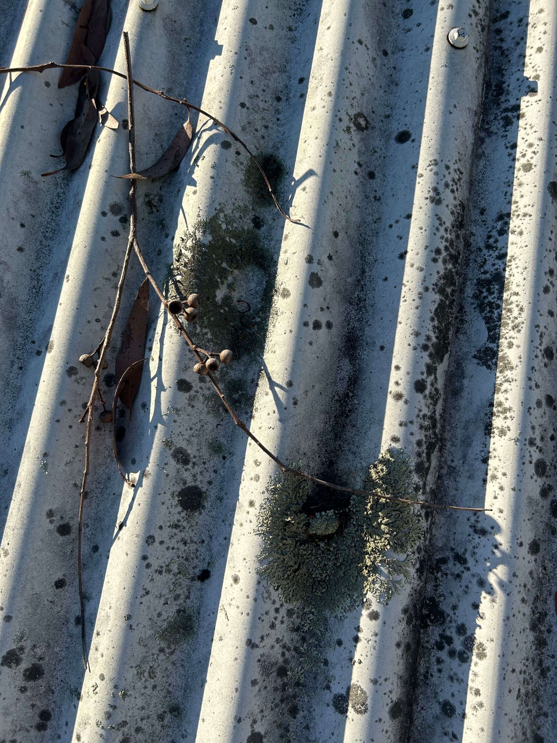 Mould growing on solar panel organic growth