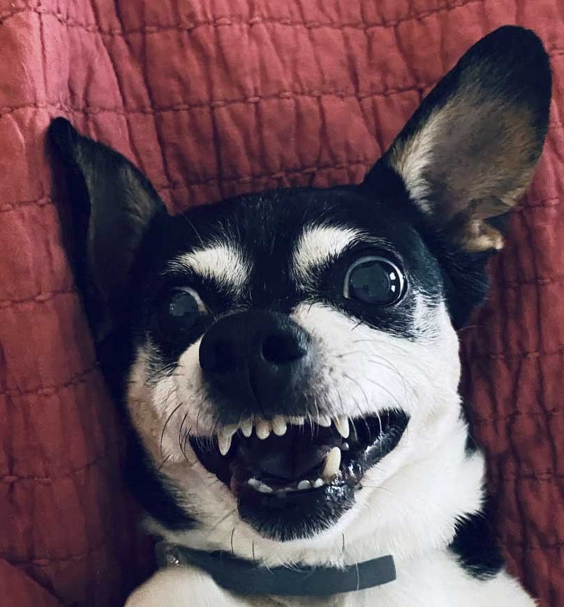 A black and white dog laying on a bed with its mouth open
