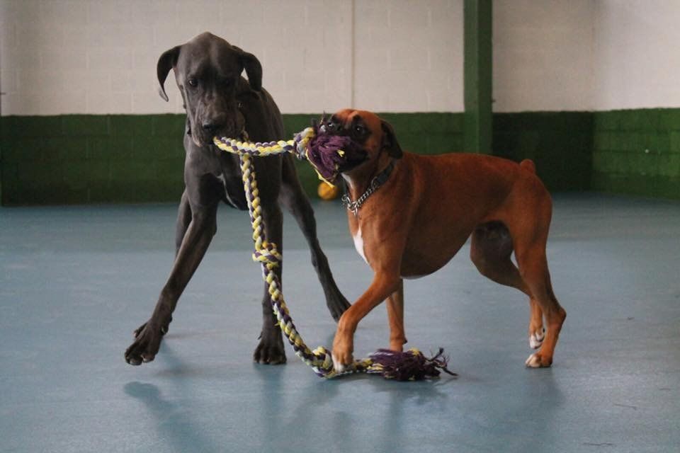 Dogs at our day care