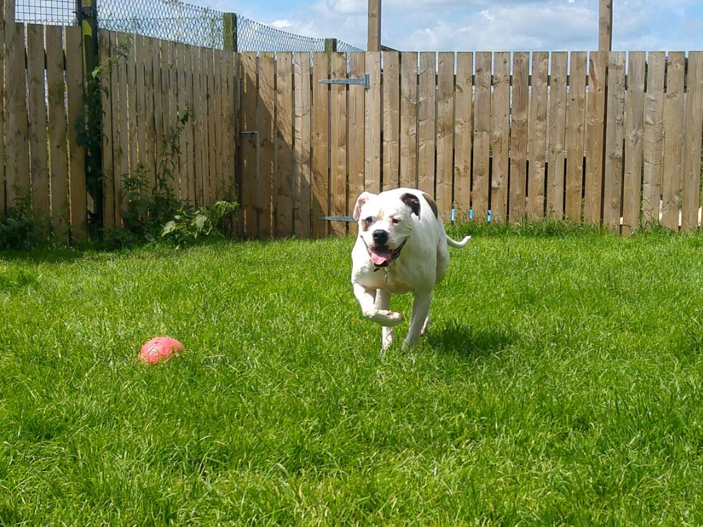 White dog chasing a ball