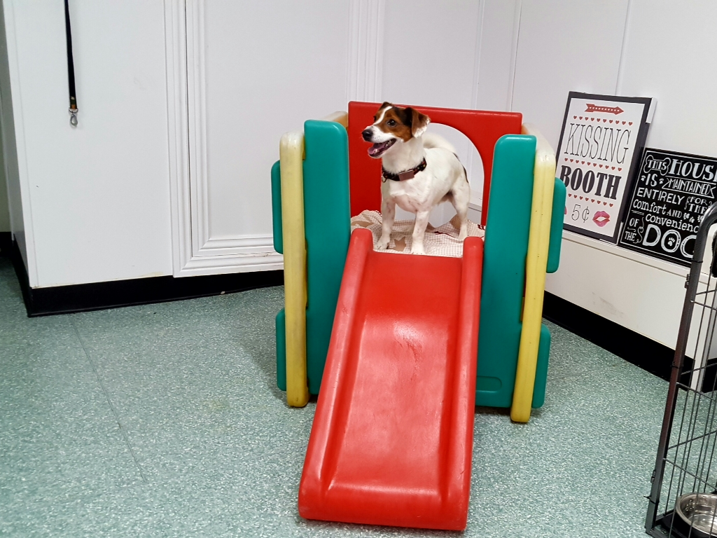 Dogs at our day care