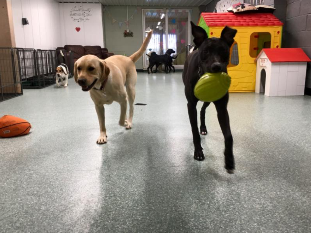 Dogs at our day care