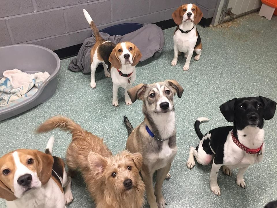 Dogs at our day care