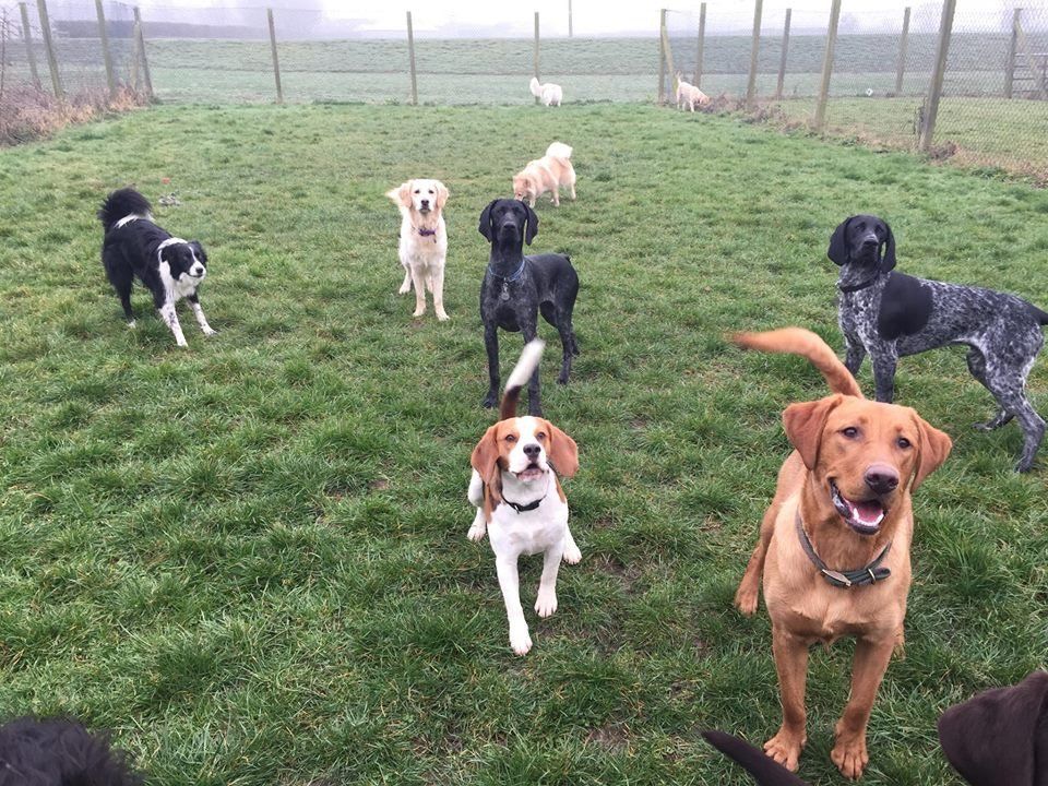 Dogs at our day care