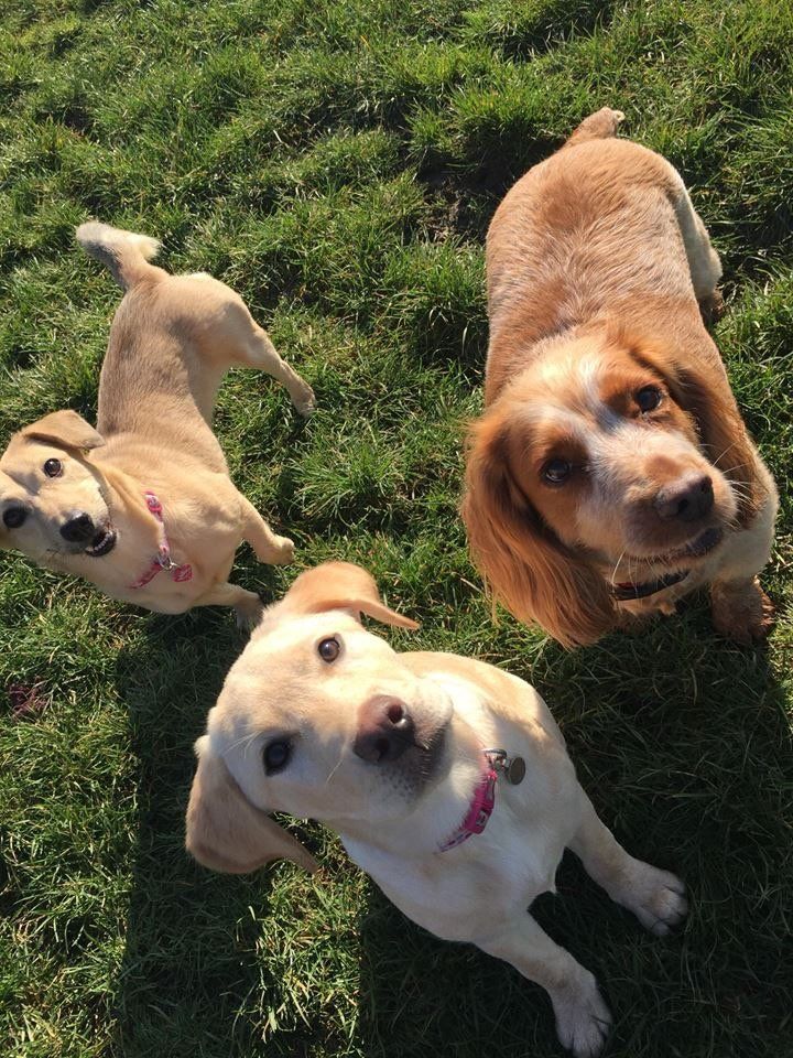 Dogs at our day care