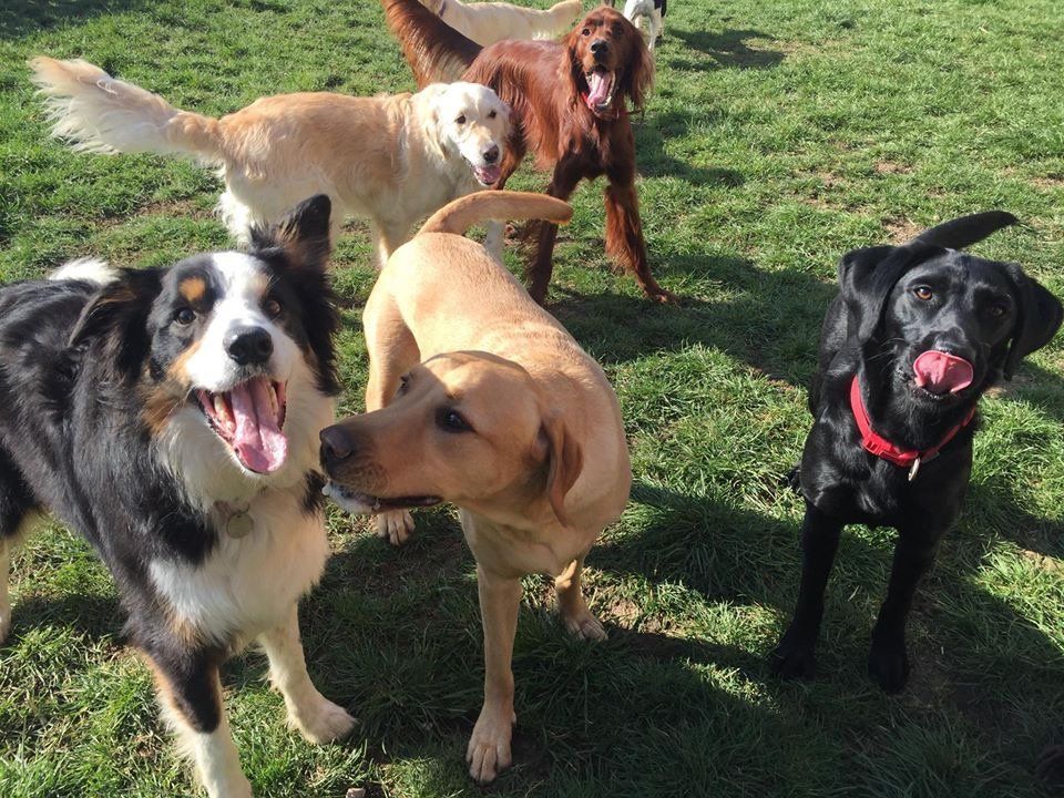 Dogs at our day care