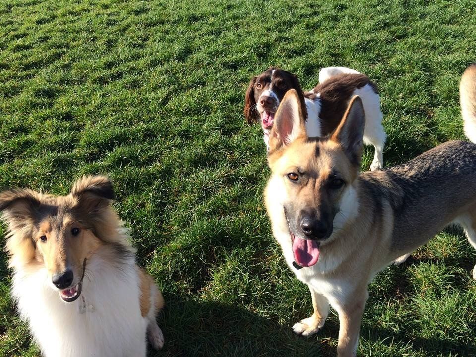 Dogs at our day care