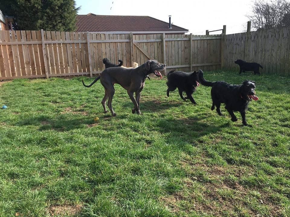 Dogs at our day care