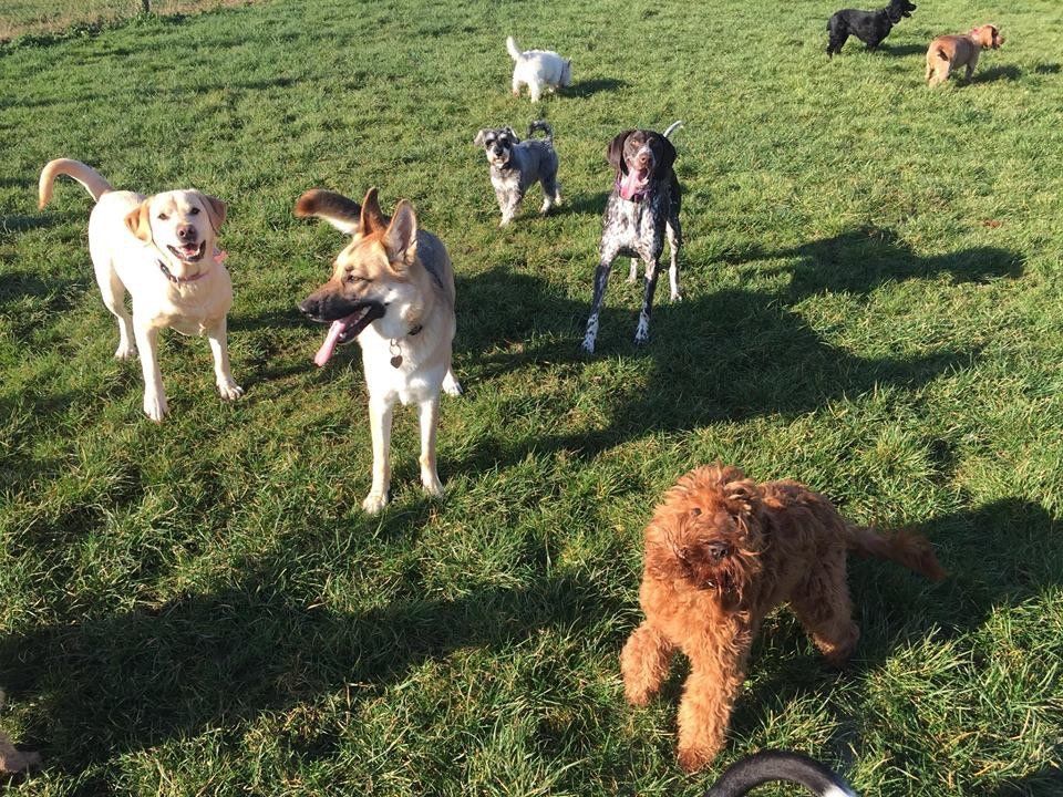 Dogs at our day care
