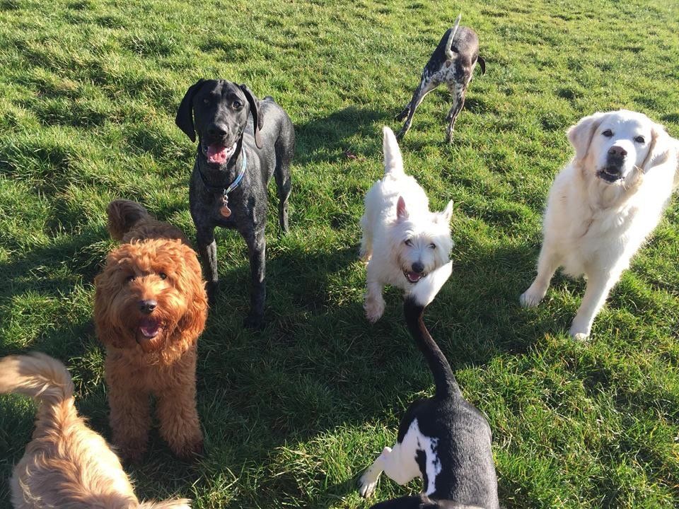 Dogs at our day care