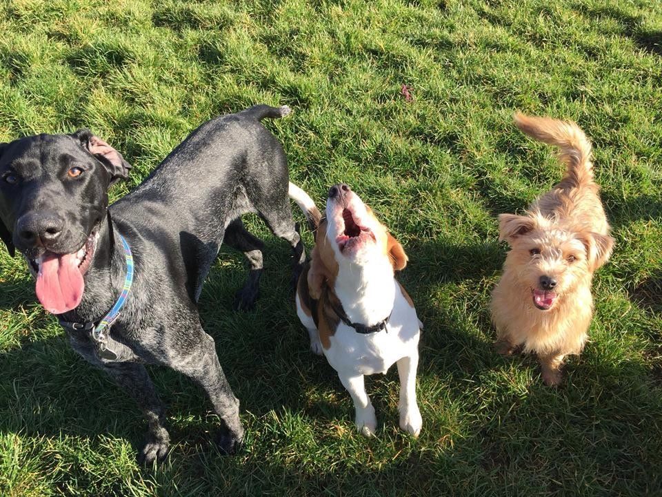 Dogs at our day care