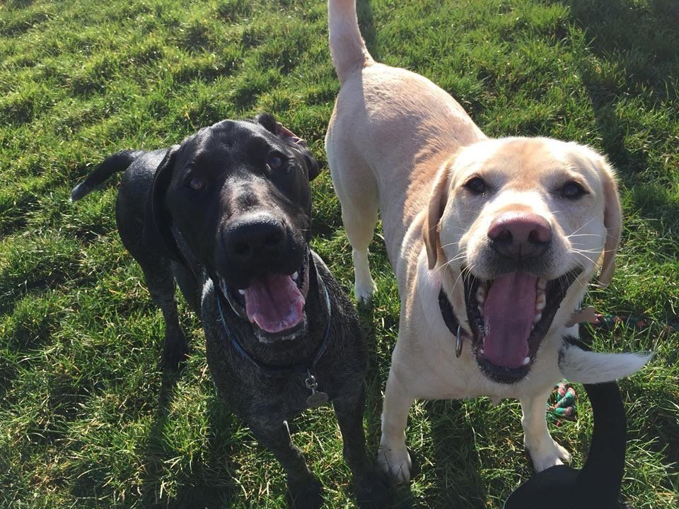 Two labradors