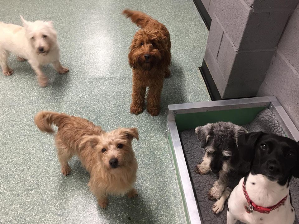 Dogs at our day care