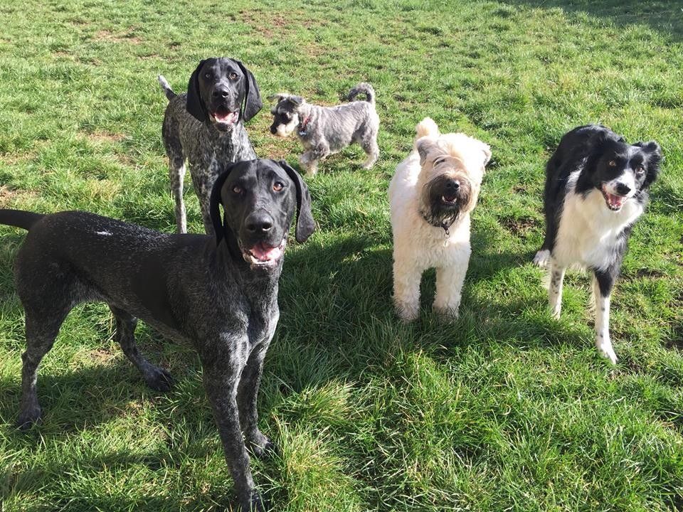Dogs at our day care