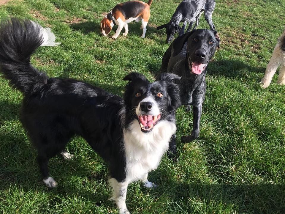Dogs at our day care