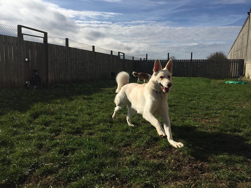 Dogs at our day care