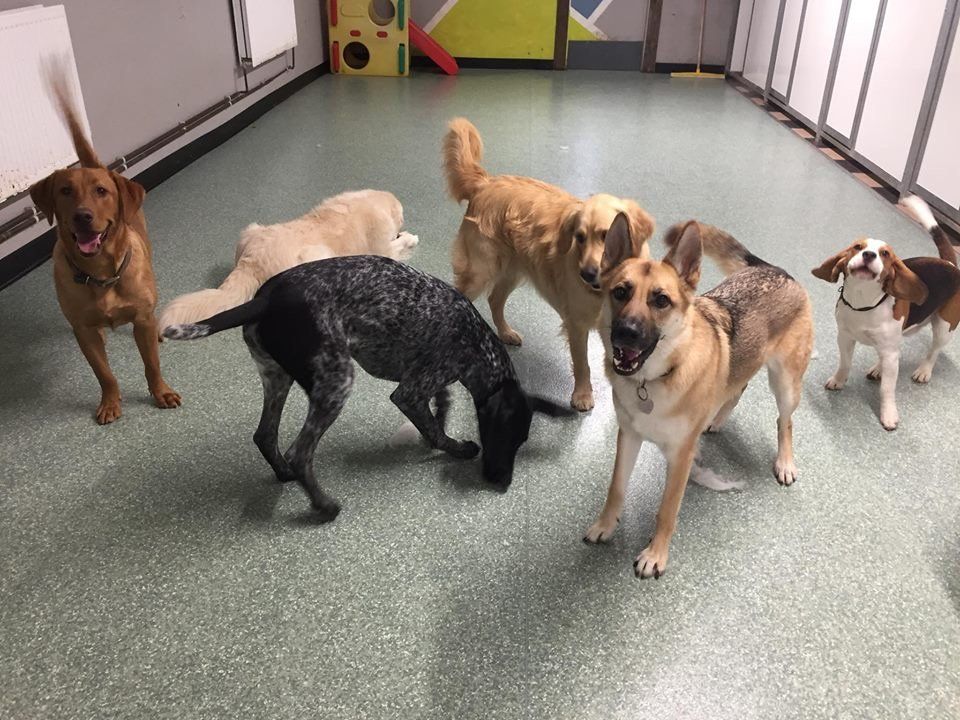 Dogs at our day care