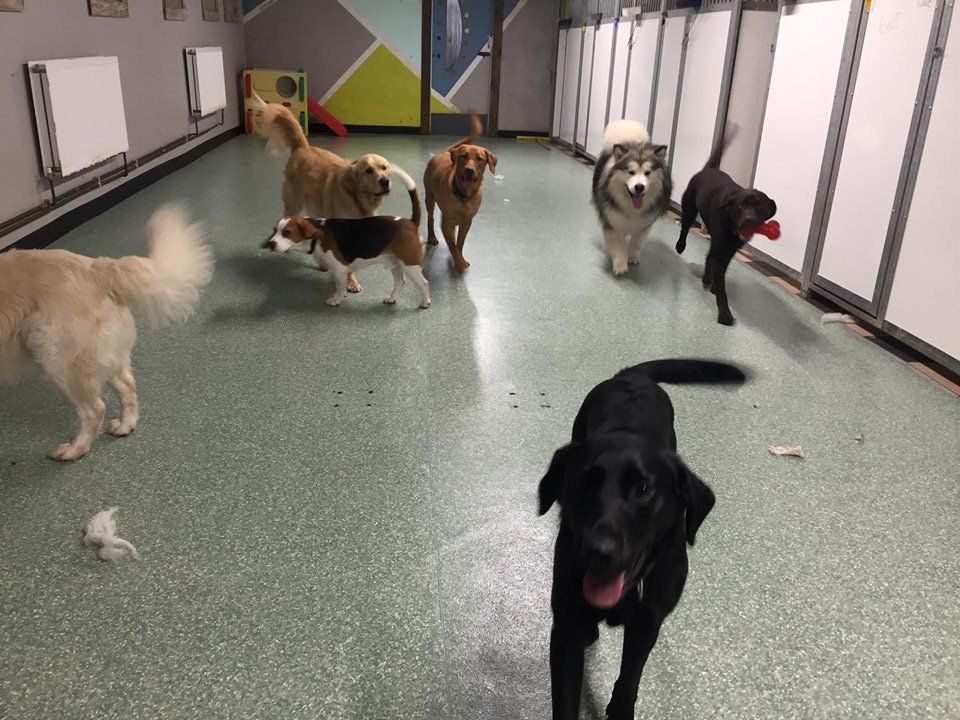 Dogs at our day care