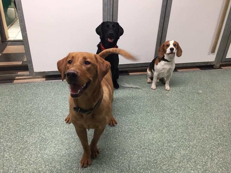 Dogs at our day care
