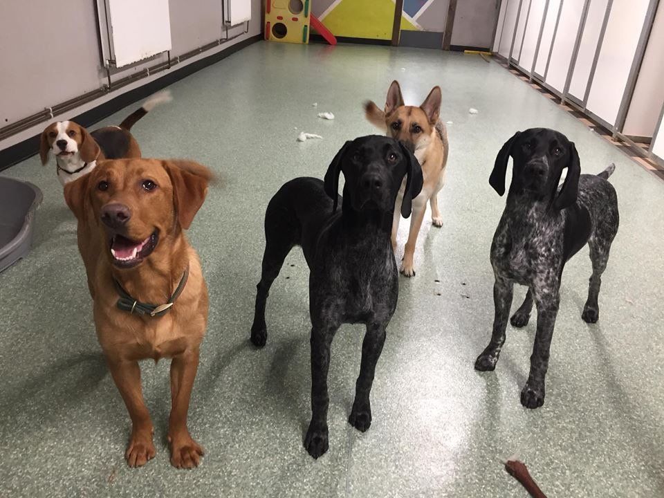 Dogs at our day care