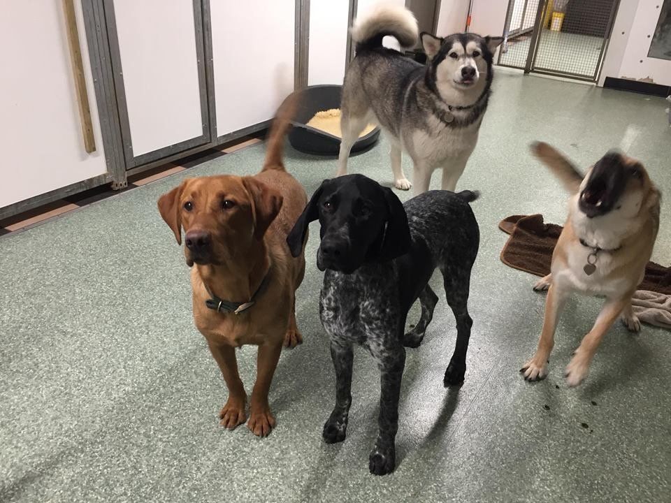 Dogs at our day care