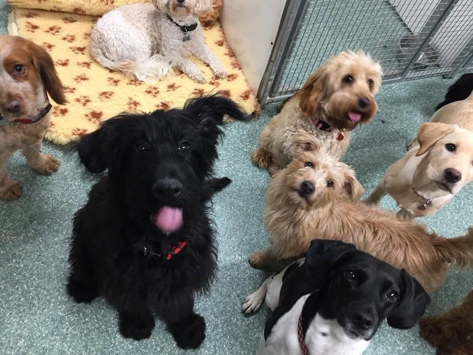 Dogs at our day care