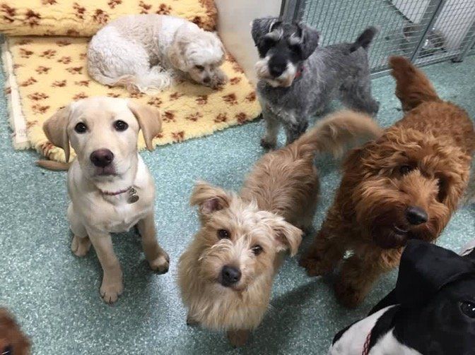 Dogs at our day care