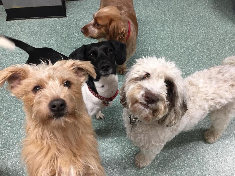 Dogs at our day care
