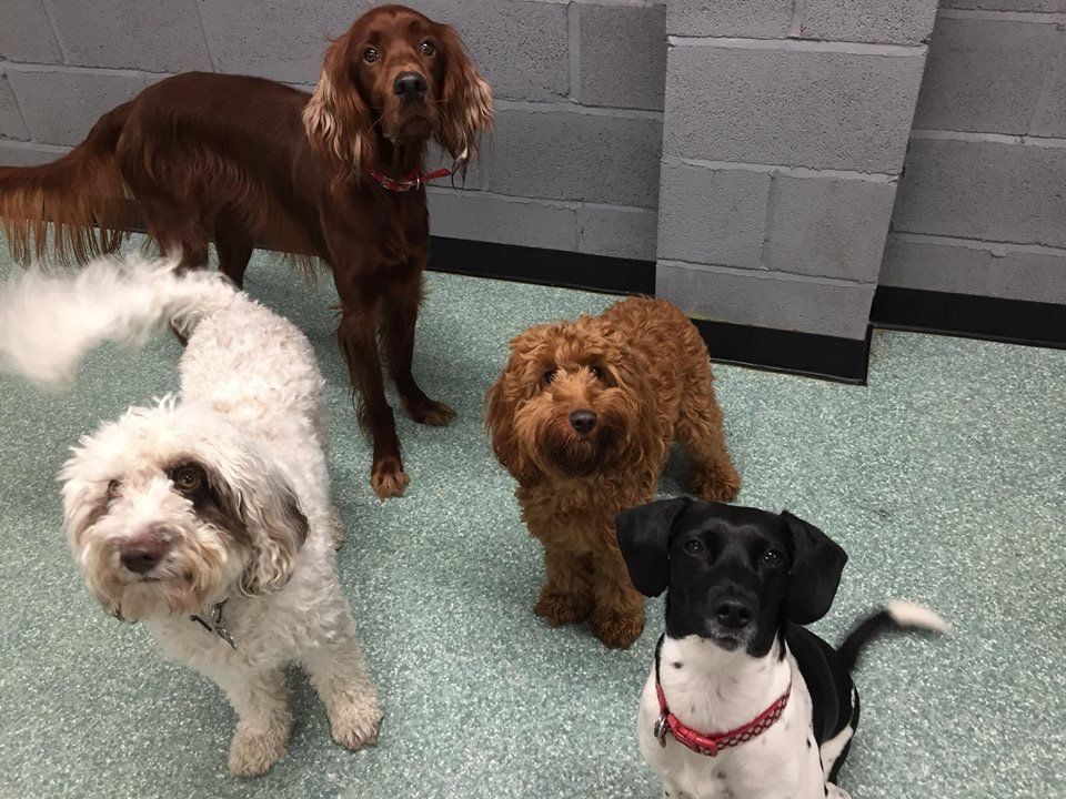 Dogs at our day care
