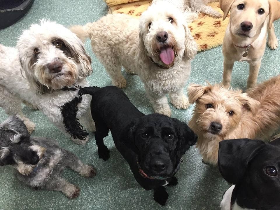 Dogs at our day care