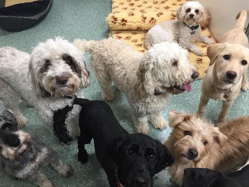 Dogs at our day care