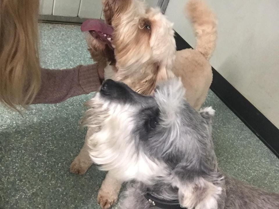 Dogs at our day care