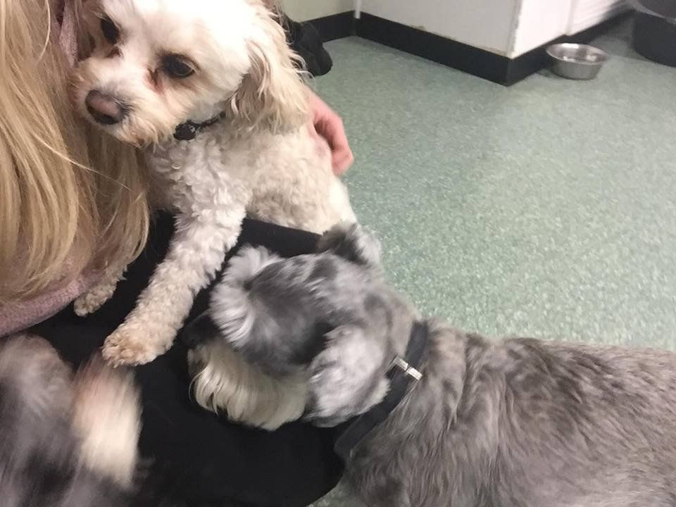 Dogs at our day care