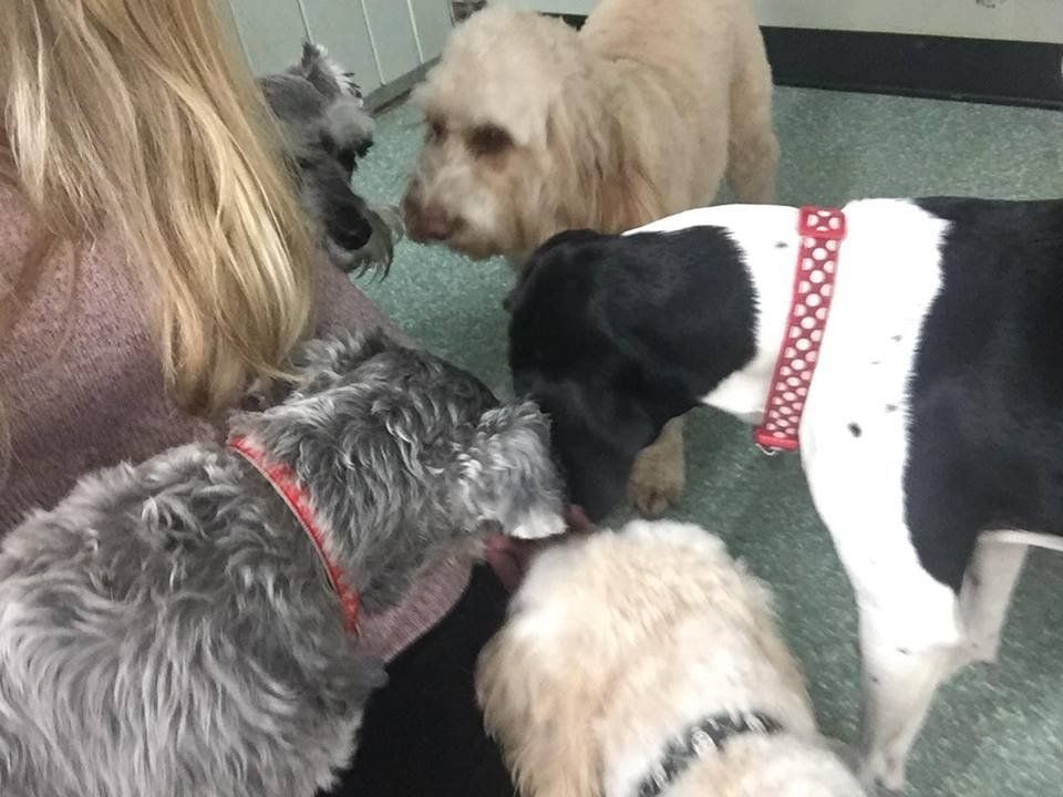 Dogs at our day care
