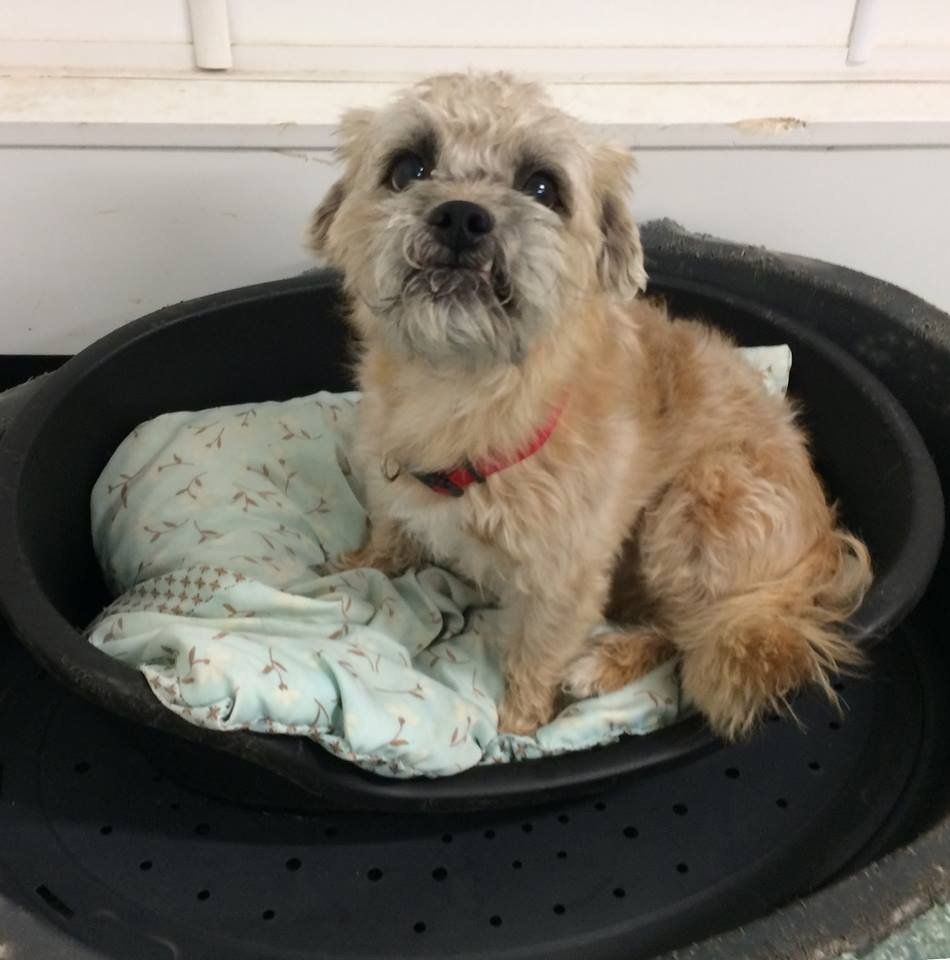 Dogs at our day care