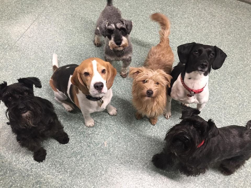 Dogs at our day care