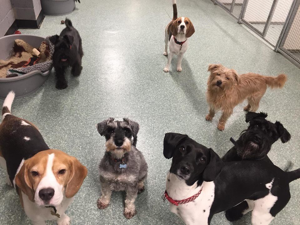 Dogs at our day care