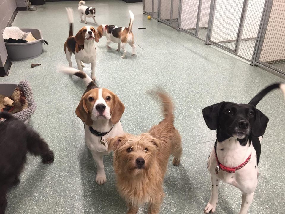 Dogs at our day care
