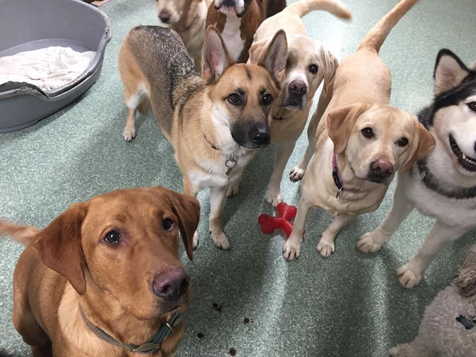 Dogs at our day care