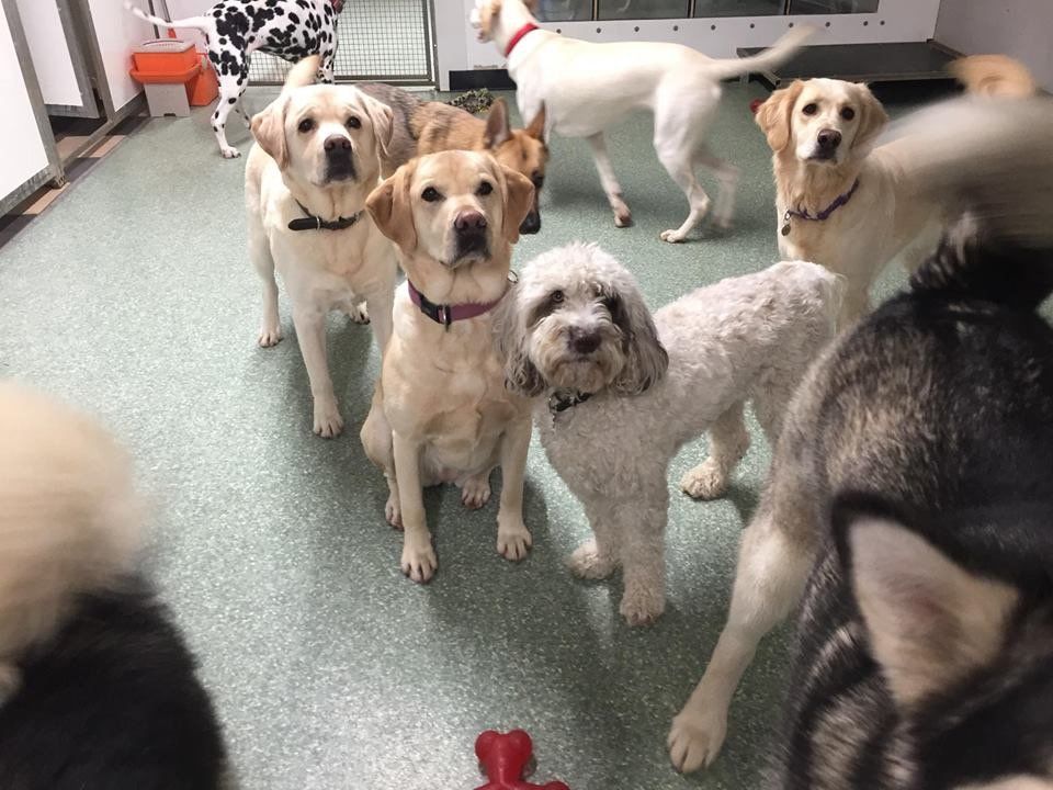 Dogs at our day care