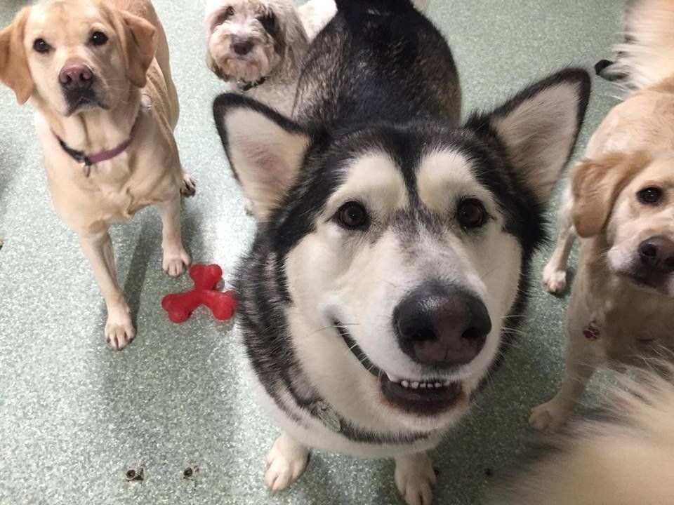 Dogs at our day care