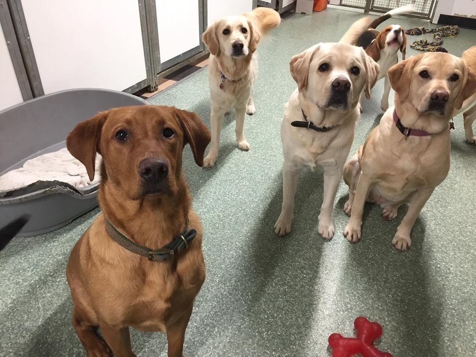 Dogs at our day care