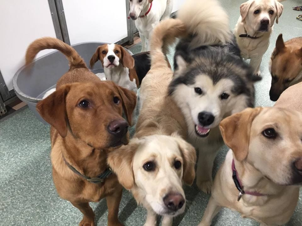 Dogs at our day care