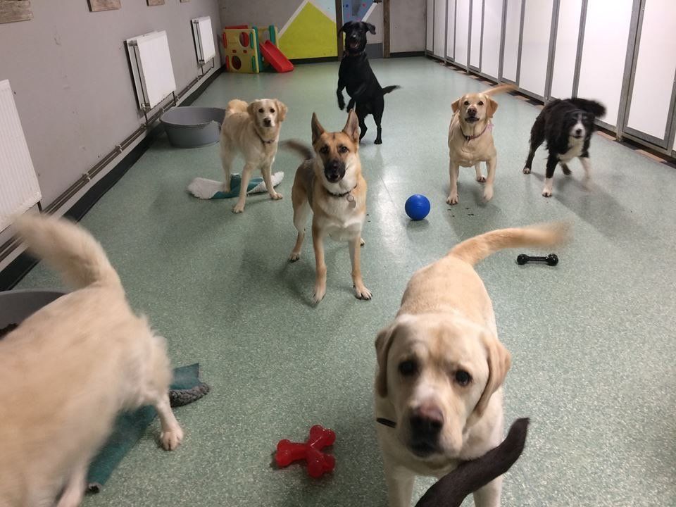 Dogs at our day care