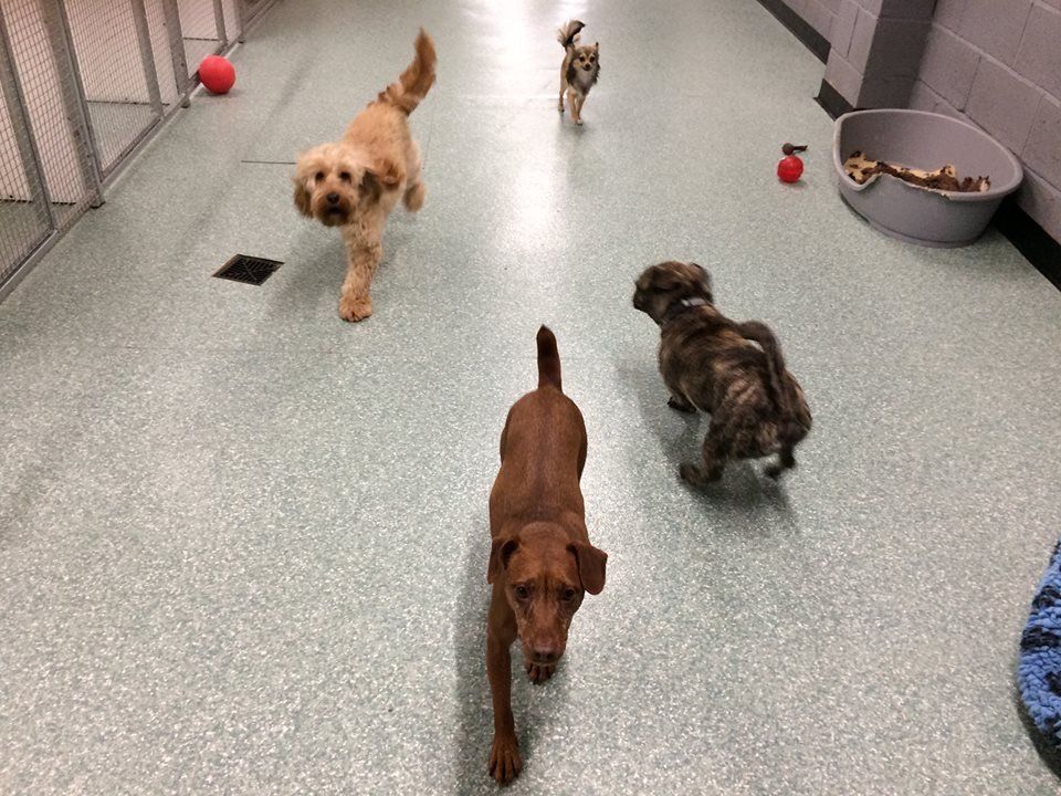 Dogs at our day care